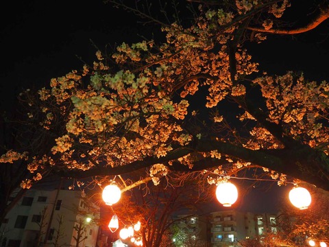 20230327柱本新町桜 (9)