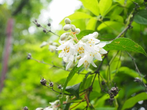 20250509うの花 (1)