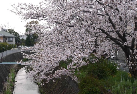 20200403sakura1