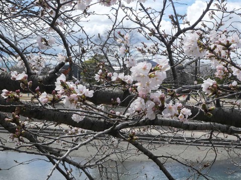 20260326芥川桜堤 (9)