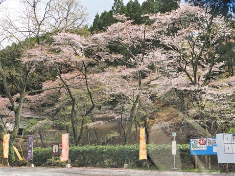 20230408樫田方面桜 (8)