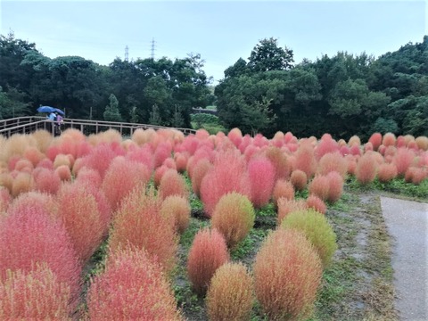 20221009万博記念公園 (1)
