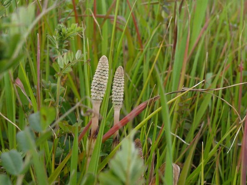 tukusi20190316_5