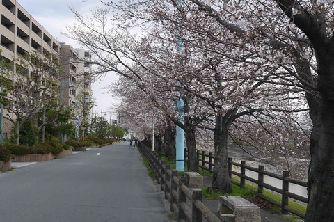 sakura2019_10