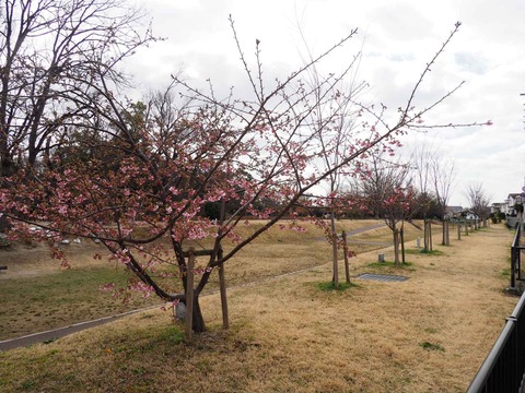 20230303河津桜今城 (6)