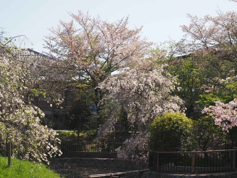 20240414桜 (19)