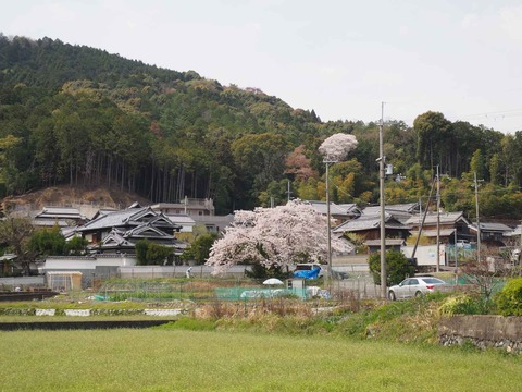 20230402桜 (8)