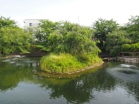 20220529筒井池 (1)