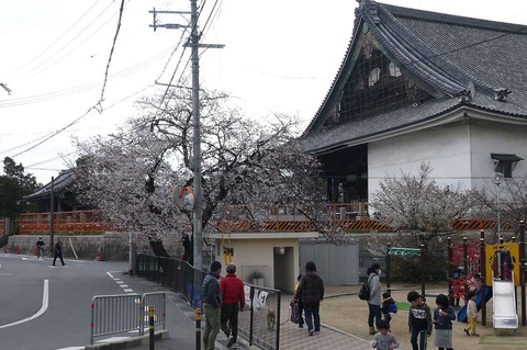 sakura2019_1