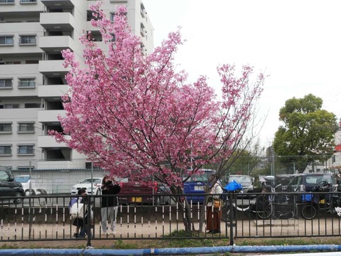 20260330水路沿い