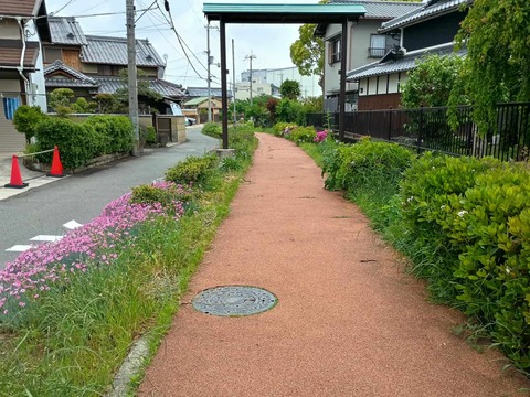 20250512ナデシコ (1)