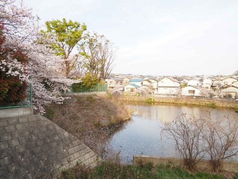 20230401桜 (16)