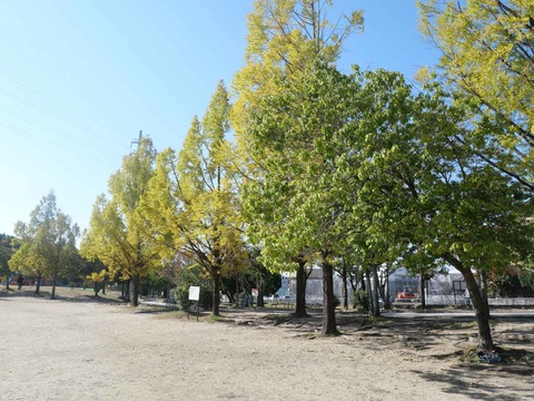 20251108緑ヶ丘 (6)