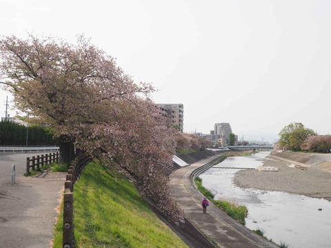 20240415桜 (1)