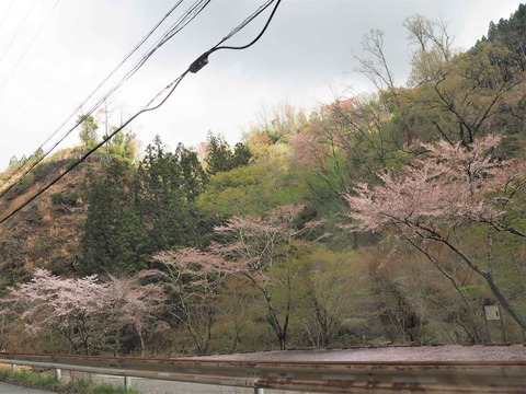 20230408樫田方面桜 (5)