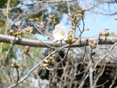 20250327桜 (7)