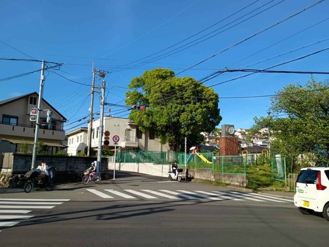 20260421クスノキ (1)
