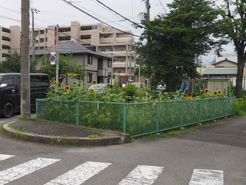 20220716ひまわり (4)
