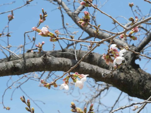 20260324桜 (36)