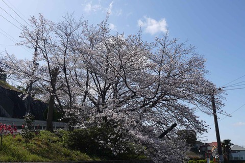 20200329sakura2