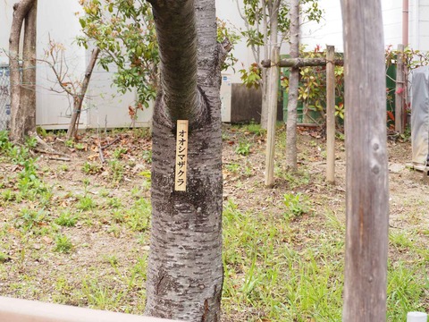20230325筒井池公園 (25)