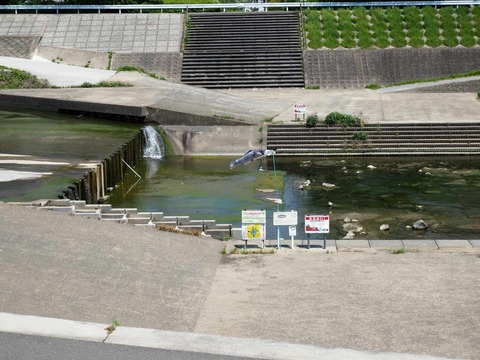 20250426芥川鉄橋堰 (3)