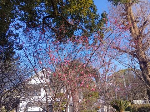 20260204しろあと梅 (5)