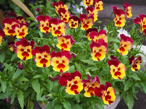 20220521ビオラ (1)