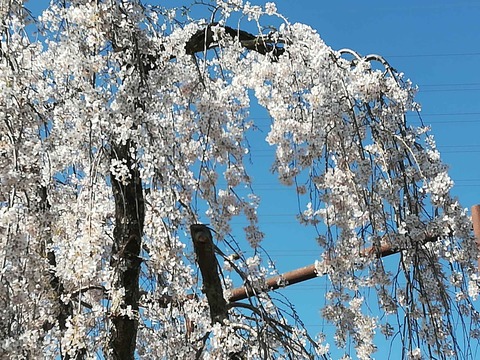 sakura20200323_1