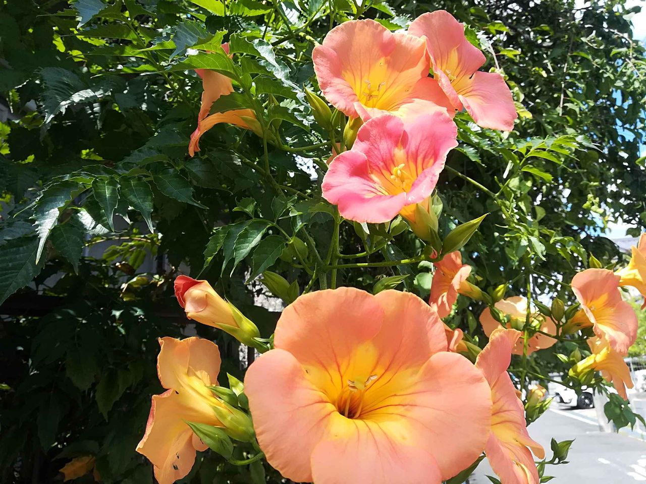 高槻の街かどでノウゼンカズラが咲いてきてる オレンジ色の花が特徴 高槻network新聞
