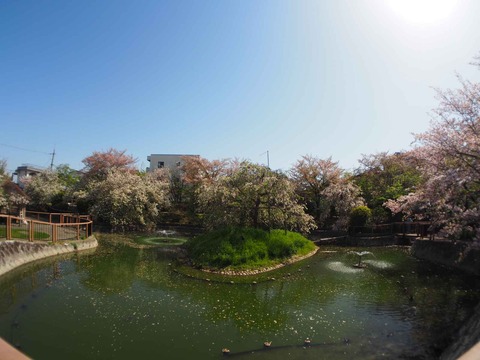 20240414桜 (22)