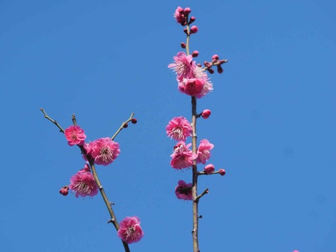 20260221阿久刀神社 (10)