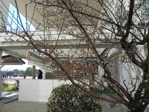 20260111第一中学校梅 (3)