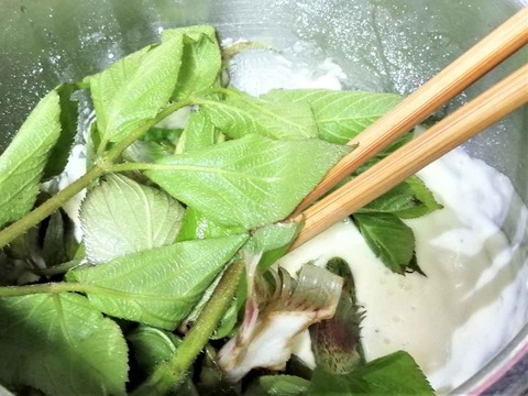 20230507山ウド (6)