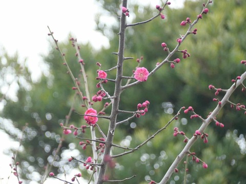 20250301阿久刀神社梅 (11)