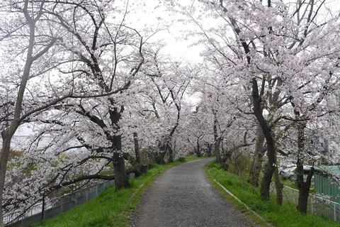 20200401sakura6