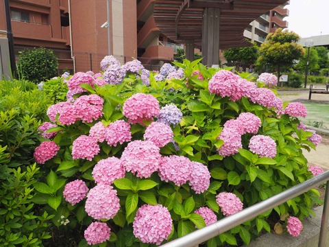 20230610富田第一公園 (3)
