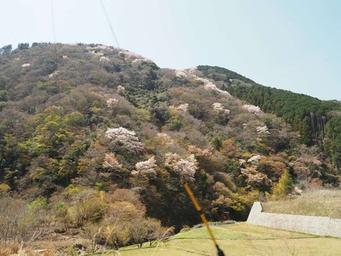 20250412府道6号桜 (65)