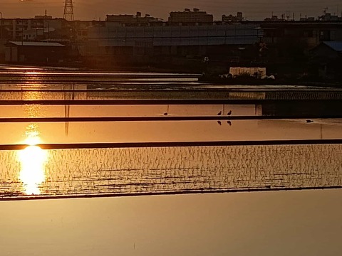 20250605夕日西面 (11)