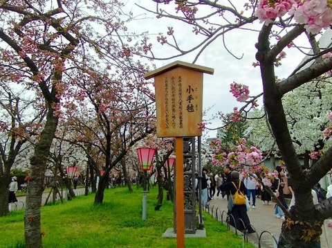 20240410大阪造幣局ほか (11)