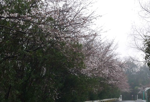 20200328_sakura1