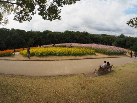 20221022万博記念公園 (44)