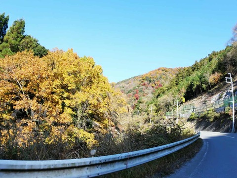20241207府道6号紅葉 (8)