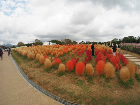 20221022万博記念公園 (30)