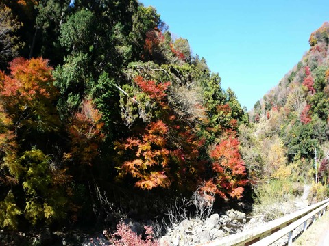 20241207府道6号紅葉 (13)