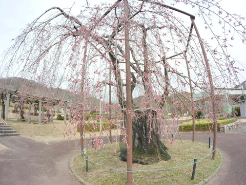 20260318摂津峡公園 (16)