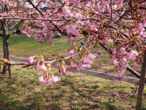 20240224今城塚古墳公園 (2)