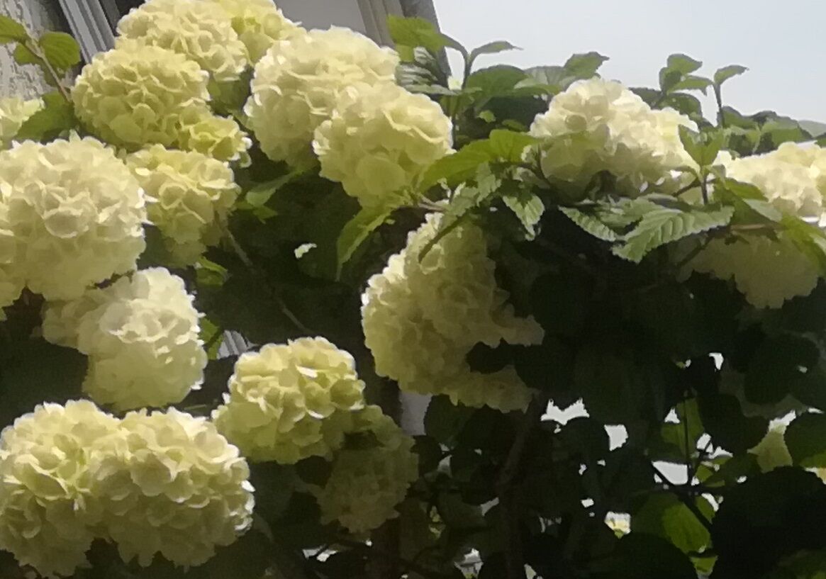 高槻の街かどで見かけたあじさいのような花 その名はオオデマリ 高槻network新聞