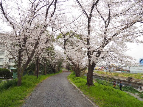 20230325玉川沿い桜 (10)