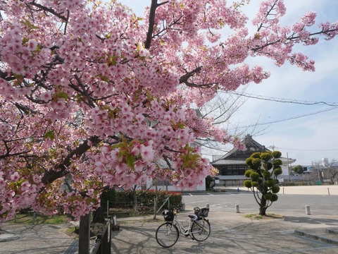 20260320桜 (12)